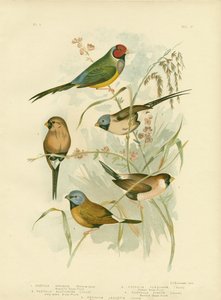 Vakker gressfinke, 1891